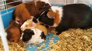 BREEDING GUINEA PIGS