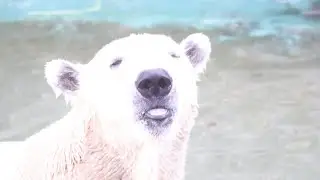 ポリタンの小さなフタ♪くるくるしてはずすフブくん♪　　　　　　　　　　　＃ホッキョクグマ＃東山動植物園＃フブキ