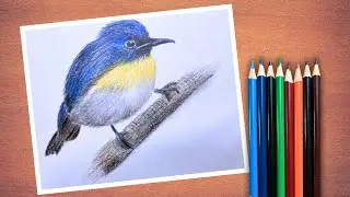 Beautiful Bird Drawing with Color Pencils | Easy and Realistic Bird Sketch for Beginners