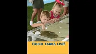 Touch Tanks! - CoastFest 2021