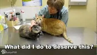 Cats Demand Attention From Vet