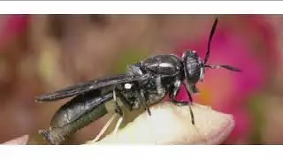 MOSCA SOLDADO NEGRA🐝