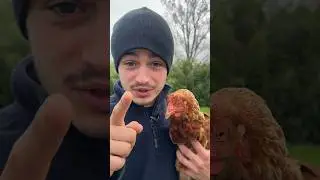 DES POULES EN PLEINE FORME 🐓👨&zwj;🌾 #poules   #poulailler #ferme #oeufs