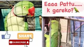 Parrot speaking Nepali || cute parrot🥰 || video by Sadhana Moktan || PATTU 🦜 ||