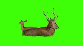 Deer green screen video, real deer green screen, baby deer, small deer, sitting deer, ralaxing deer