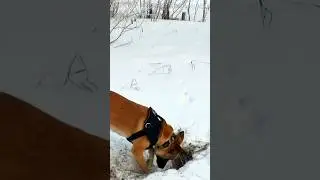 Hard Working Dog with Clumsy Friend Funny #shorts