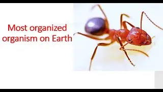 One of the smartest insect in the world