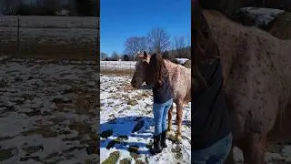 Equestrian hack, how to make a halter out of a lead rope!
