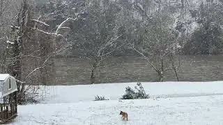 33 minute video of winter snow along the French Broad River in Bridgeport, Newport, TN