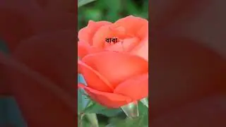 বাবা #father #love #sacrifice #fatherlove #lifeadvice #lifelessons #trending #motivation #shortvideo