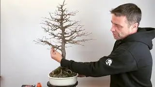 Acer Buergerianum / Bonsai Richtlinien