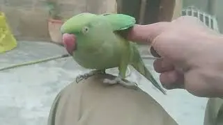 Indian Ringneck Parrot Talking Mithu 