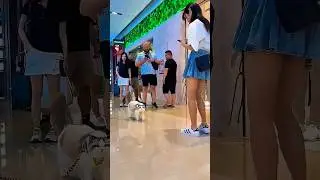 KUCING ARTIS #shorts #ytshorts
