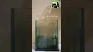 SETTINGAN AIR UNTUK PELIHARA IKAN CUPANG || BETTA FISH WATER
