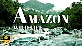 Amazon forest wild life, Ambient nature Relaxing,sleeping,stress relief soothing music
