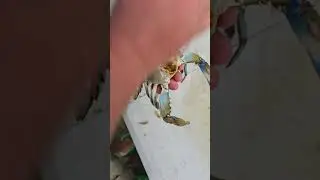 How to Clean Blue Crabs