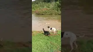 Chief gets the toy at Beal Park 9/8/18