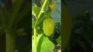 Cucumber 'Crystal Apple' (Please like and subscribe if you enjoyed the video)