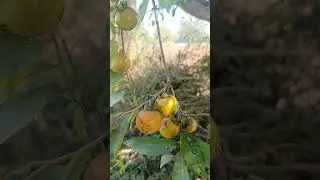 Wild fruit in villages. #medicine #fruit #forest #farm#shortvideo #shorts #farming