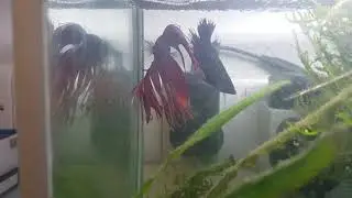 Siamese Tropical fish breeding/Mating-egg laying, collection and nesting