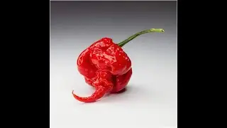 HOT CHILI PETER PEPPERS and CAROLINA REAPERS (AUSTRALIA)