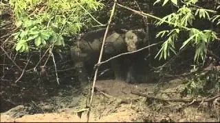 Javan Rhino Cikeusik river