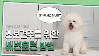 [애견꿀팁] 강아지 배변훈련? 이대로만 따라하세요! #턴독 #turndog