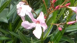 Nerium oleander - L&aacute;rvi&eth;arr&oacute;s - Ner&iacute;a - Eiturjurt - St&aacute;ssplanta - Gar&eth;yrkja
