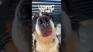 The timing of that drool though. #bernese #pug #bernesemountaindog #dogs