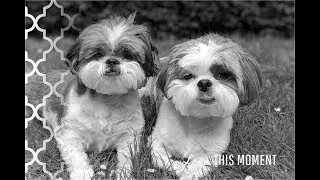 Pixie & Roxys Treats