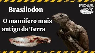 Brasilodon, o mam&iacute;fero mais antigo da terra