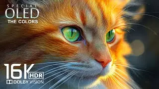 Special Dolby Vision HDR 16K 120 FPS (16K Video ULTRA HD)