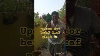 update for betel leaf propagate from leaf 🏡#organic #harvest #garden