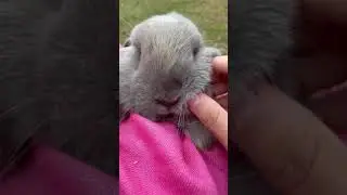My chubby bunny #bunnies #bunny #shorts #youtube #cute #chubby #funny