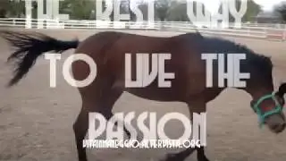 Vita in Maneggio - promo