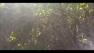 Kan ram kal na
