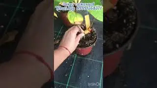 Саженцы 🪴серия ПАН 🌸С1-700₽
