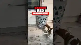 Jack Russell Puppy gets caught red handed #dog #doglover #shorts