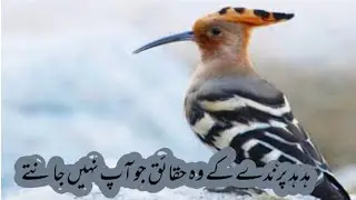 upupa epops | hoopoe | hoopoe bird documentary | hud hud bird Urdu /Hindi