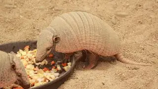 25 Fascinating Armadillo Facts You Need to Know | Nature&rsquo;s Living Tank Explained #facts #armadillos