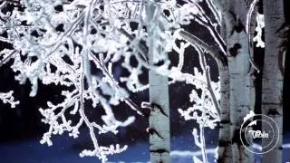 Juan Rios - Pine Trees