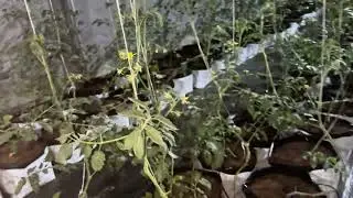 Deficiency of Nutrition in Tomato 🍅 Soilfree Farming #Hydrophonics #NutritionDeficiency #Flowerdrop