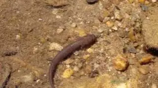 Larval Salamander