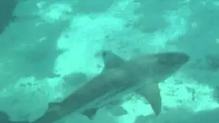 Ningaloo sharks 1