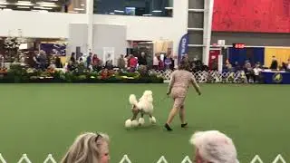 Louter Creek Hunting Poodles PCA 2019 Clapton & Diana