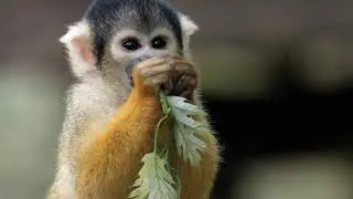 Animals of the Tropical Rainforest Habitat