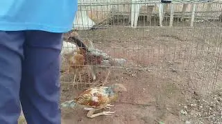 Medicamento para os pintinho