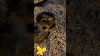 Yorkie Paris 2
