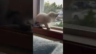 My little explorer 🌏 #kittkit#littleexplorer #cutepets #catlovers #cathumor