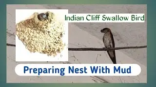Indian Cliff swallow bird making Mud Nest